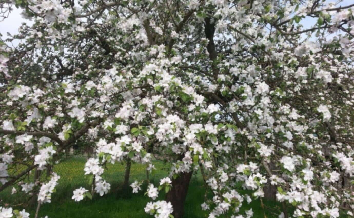 Apfelbaum in Blüte