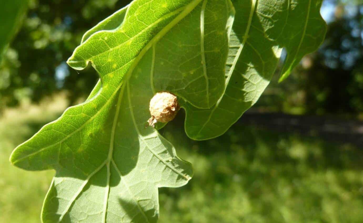 Eichenblatt mit runder Gallwespe im Sommer.