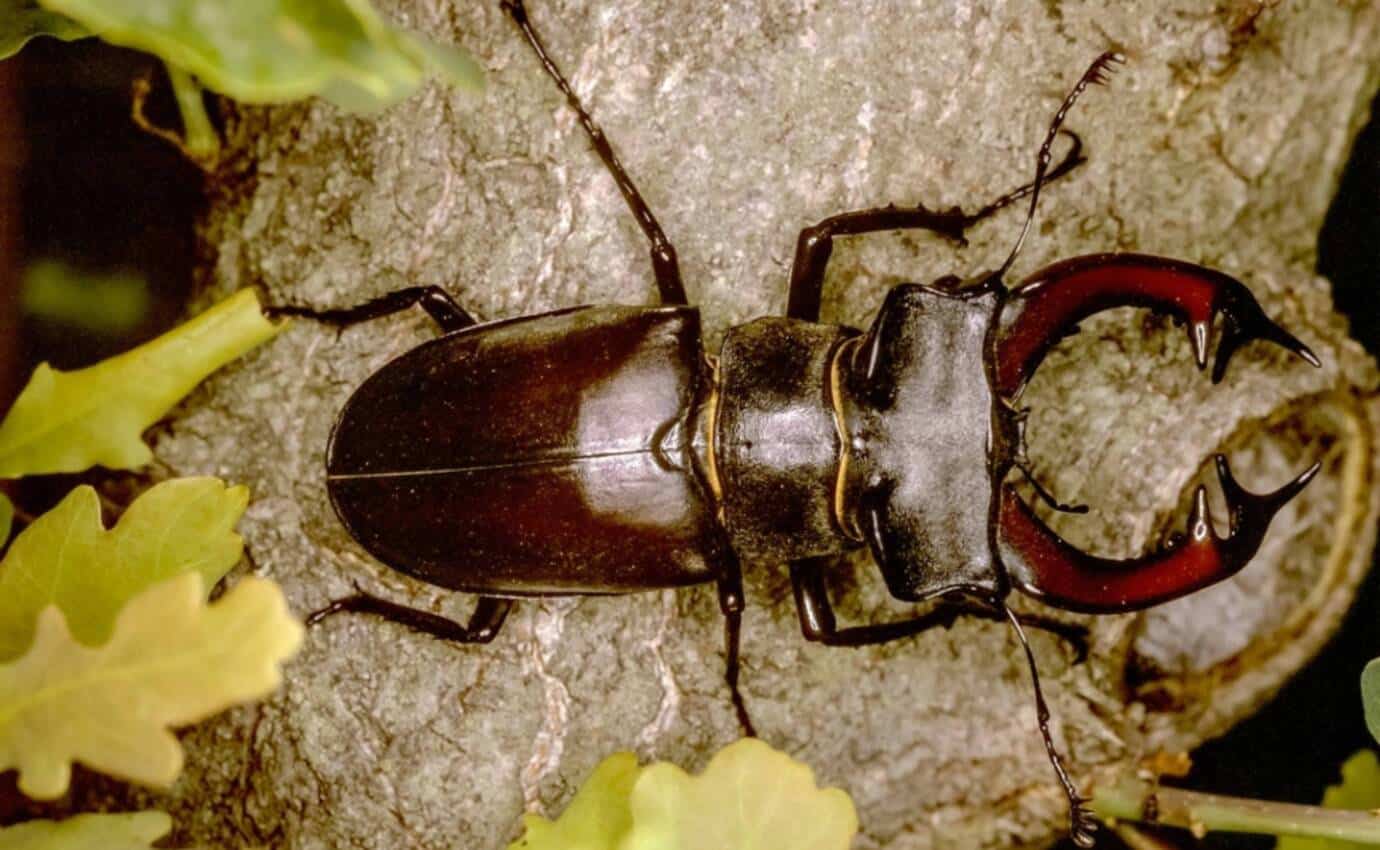 Hirschkäfer Männchen als Großaufnahme.