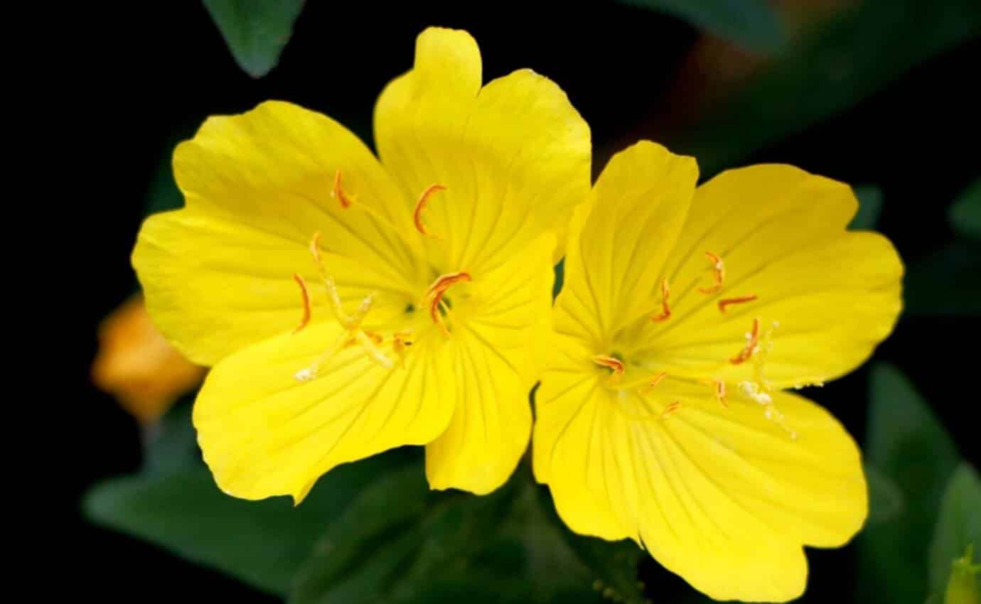 Gelbe Blumen