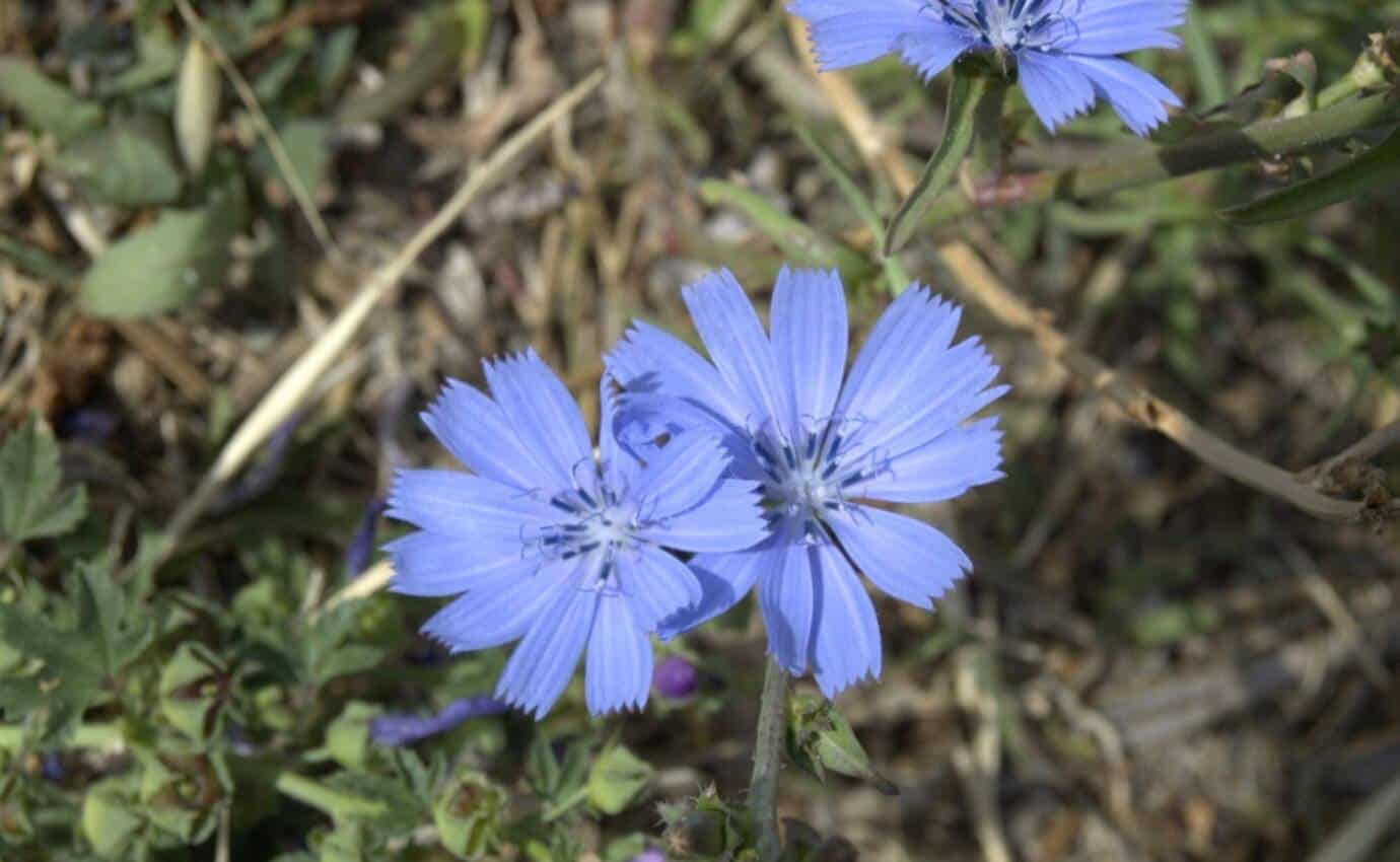 Zwei blaue Blumen im Gras
