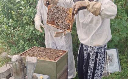 Personen überprüfen Bienenwabe in Schutzkleidung.