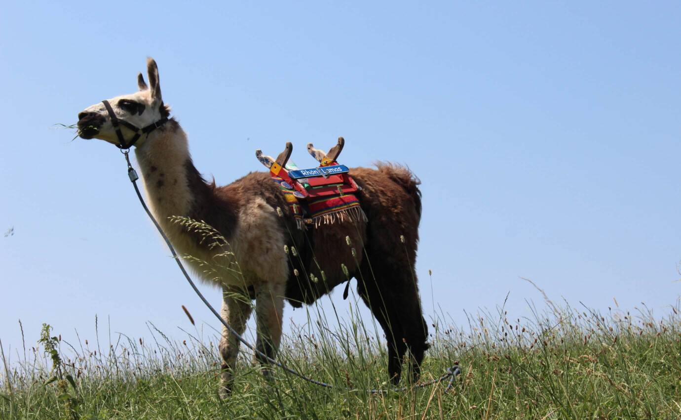 Ein Lama auf einer Wiese