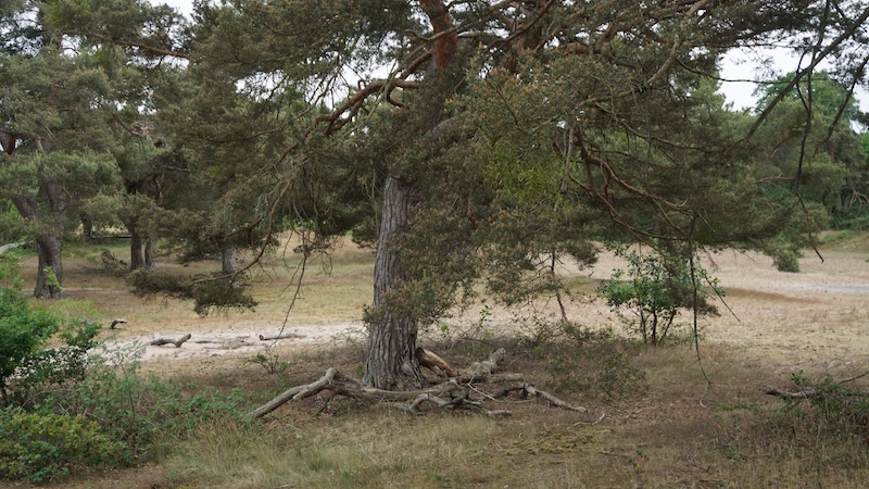 Waldlandschaft mit Kiefern an einem Sommertag.