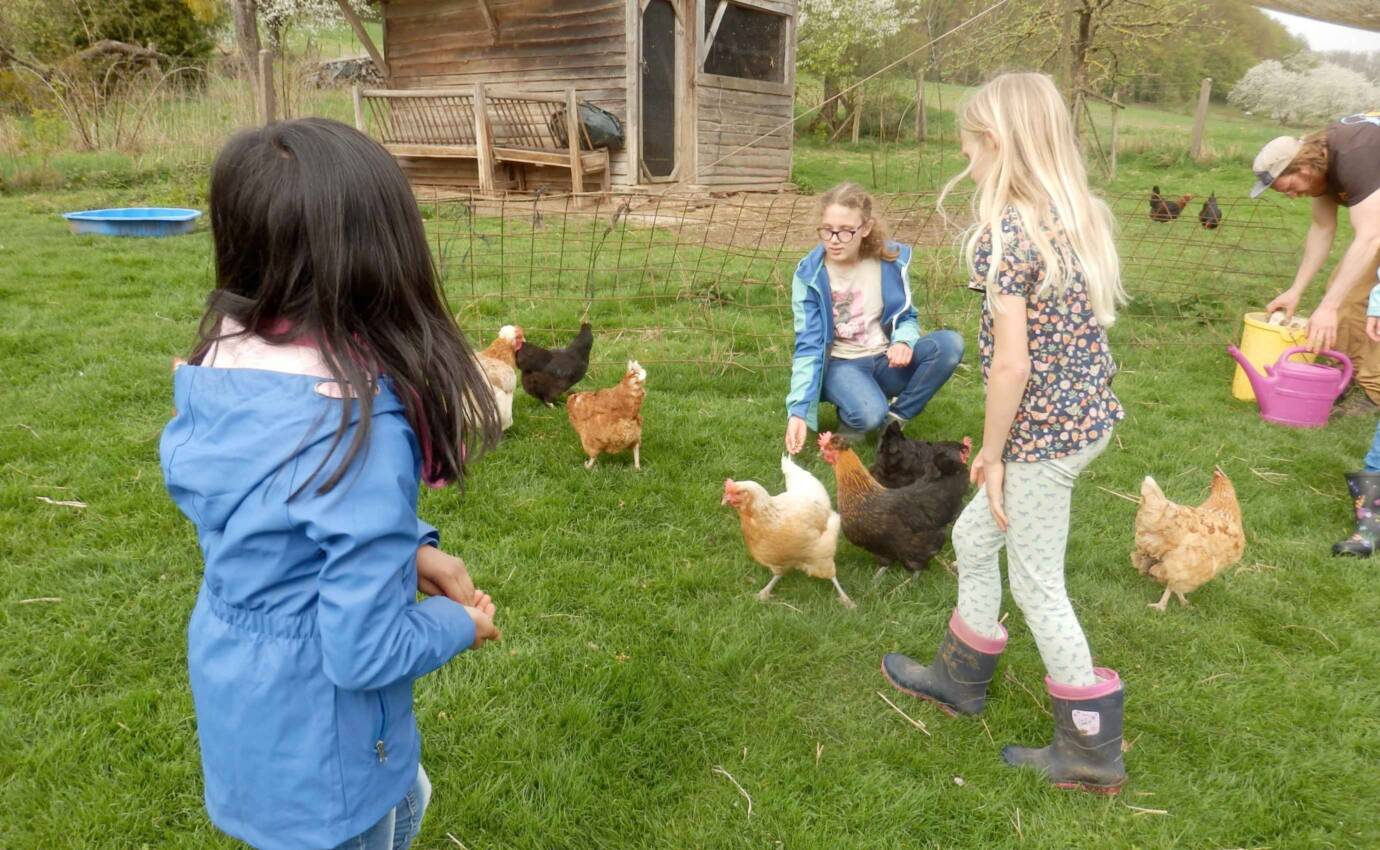 Kinder füttern Hühner auf einer Wiese.