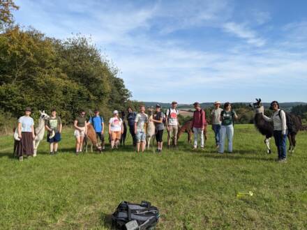Gruppe mit Lamas auf einer Wiese