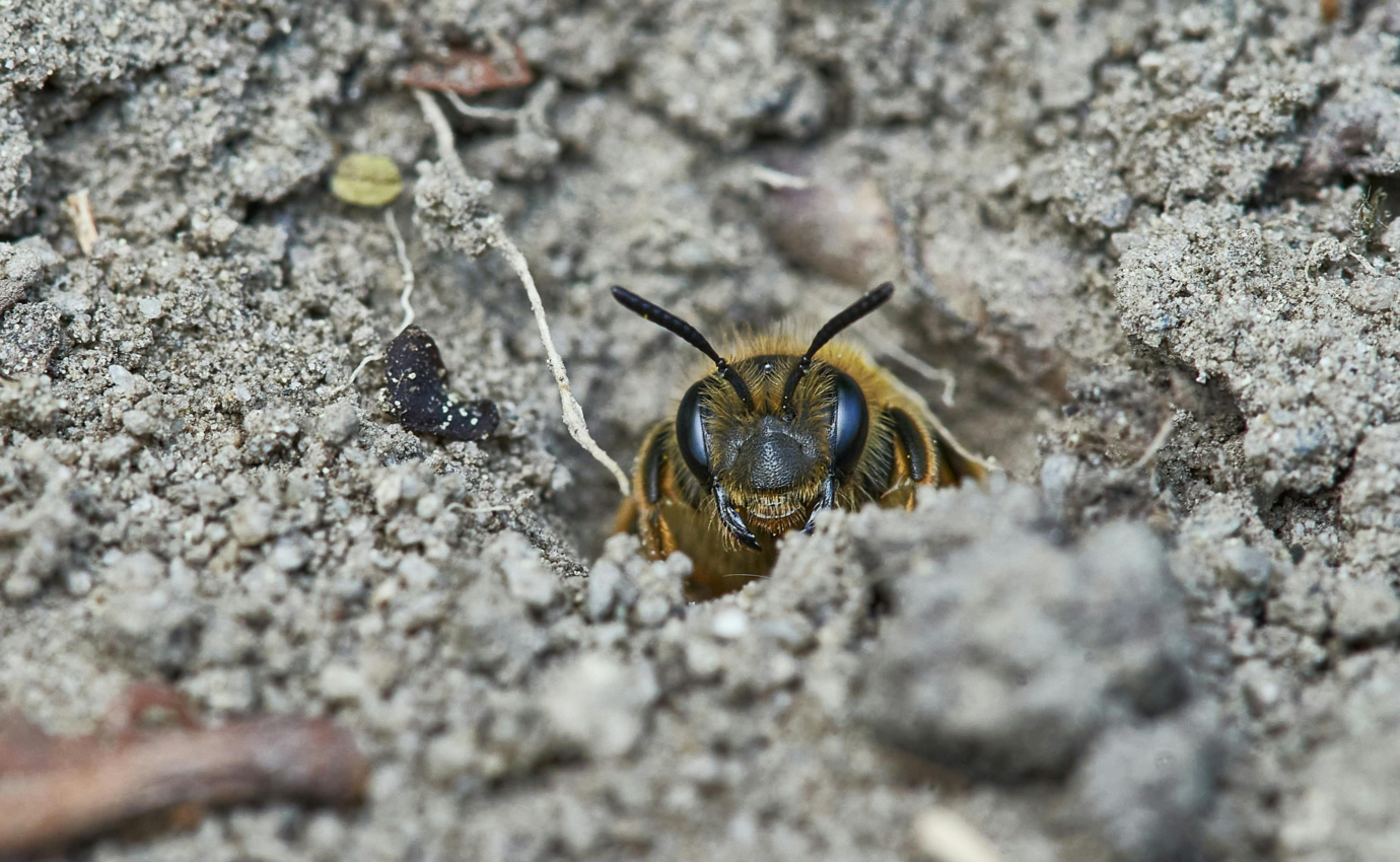 Biene schaut aus Erdhöhle hervor