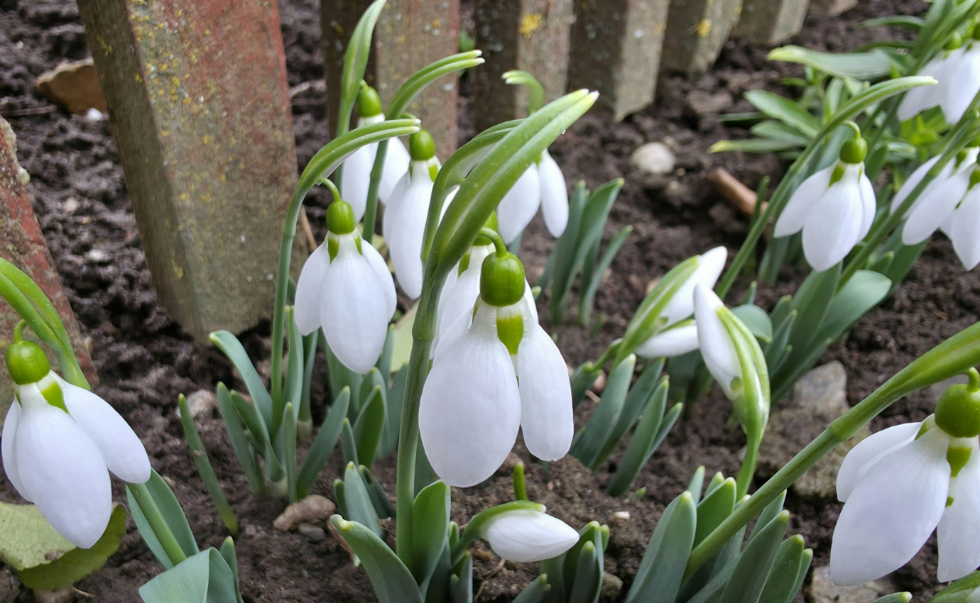 Schneeglöckchen im Garten